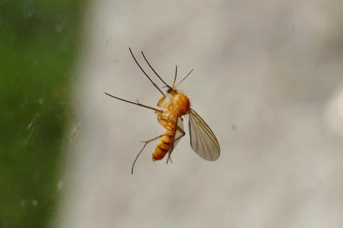 Acnemia amoena